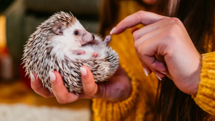 10 Important Things to Know Before Getting a Pet Hedgehog