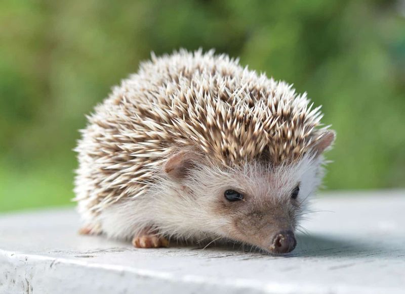 10 Important Things to Know Before Getting a Pet Hedgehog