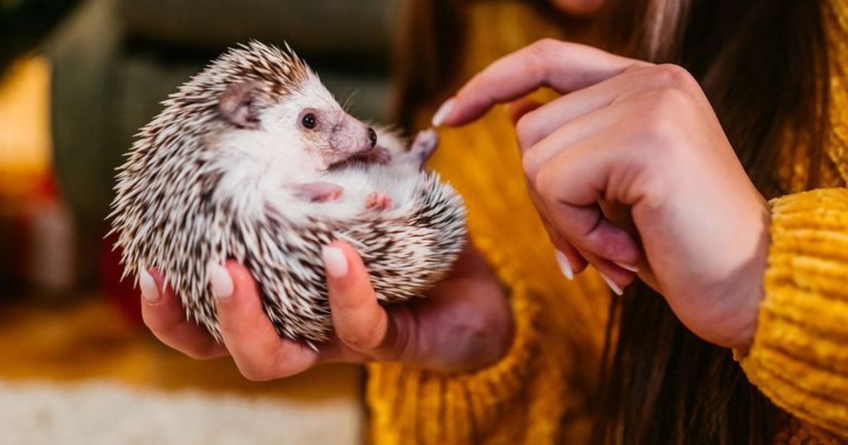 10 Important Things to Know Before Getting a Pet Hedgehog