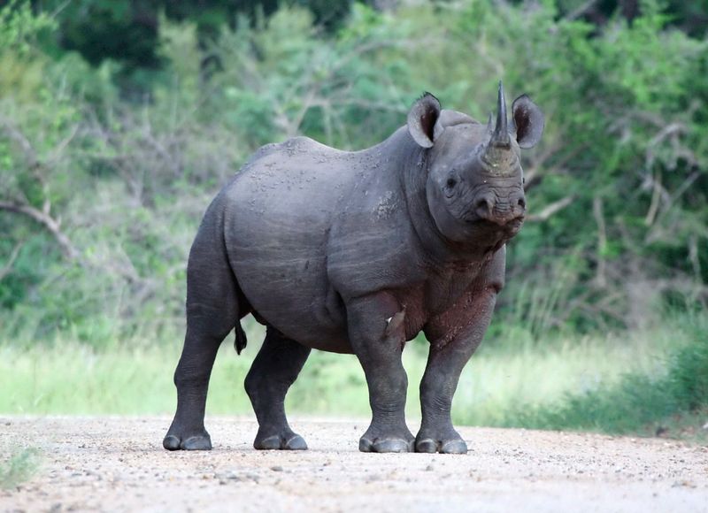 10 Incredible Animals That Are on the Brink of Extinction