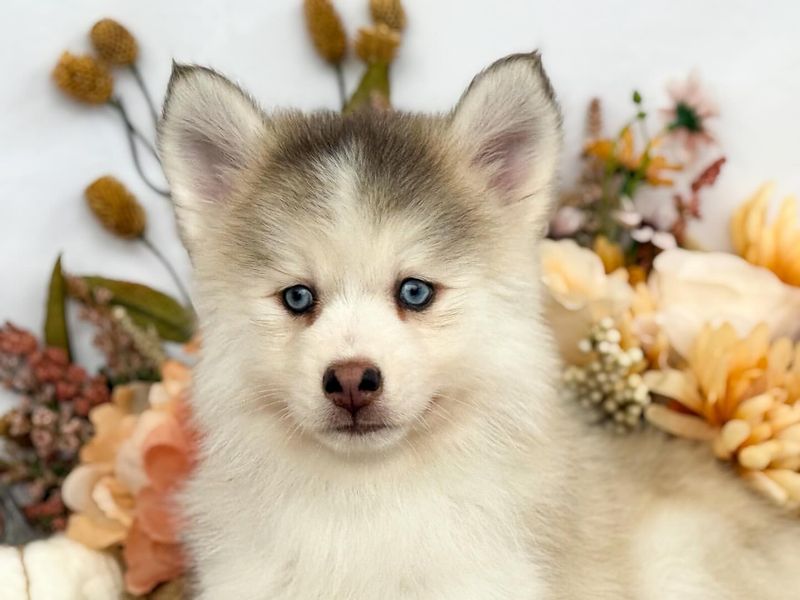 10 Incredible Dog Breed Mixes You Won’t Believe Actually Exist