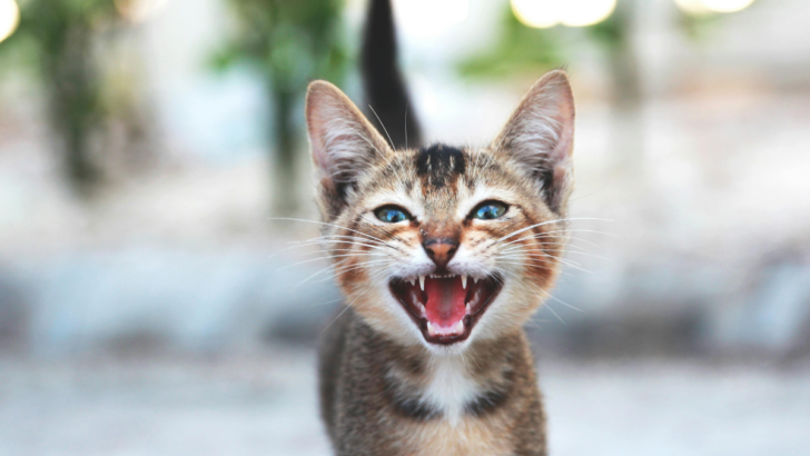 10 Incredible Ways Cats Mark Their Territory Using Instincts You Might Not Expect