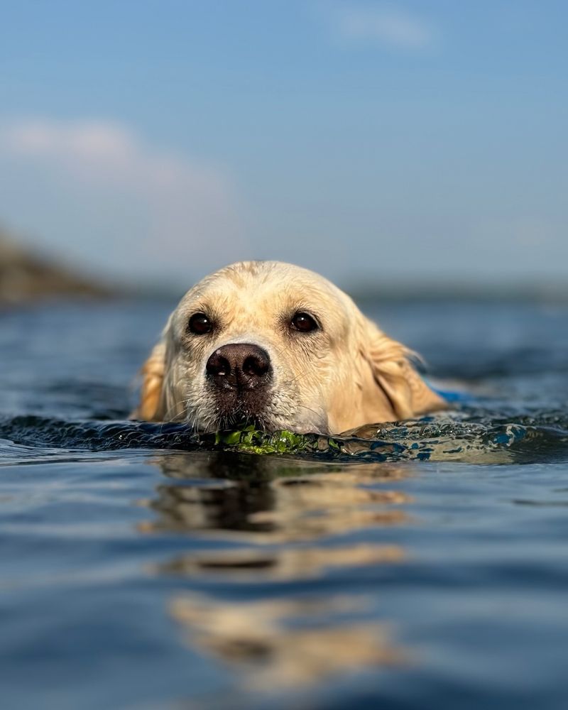 10 Little-Known Facts About Labrador Retrievers