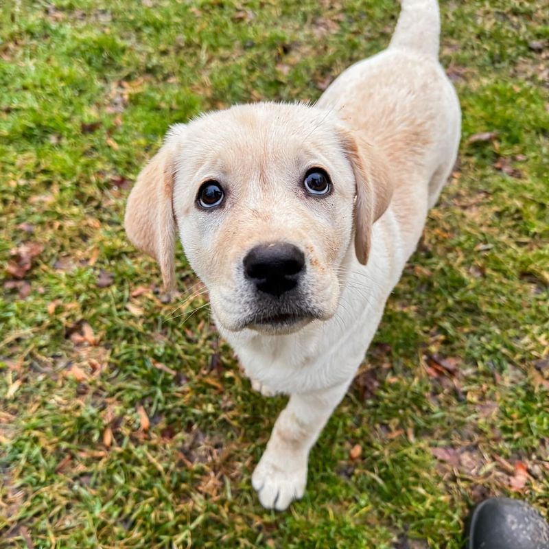 10 Little-Known Facts About Labrador Retrievers