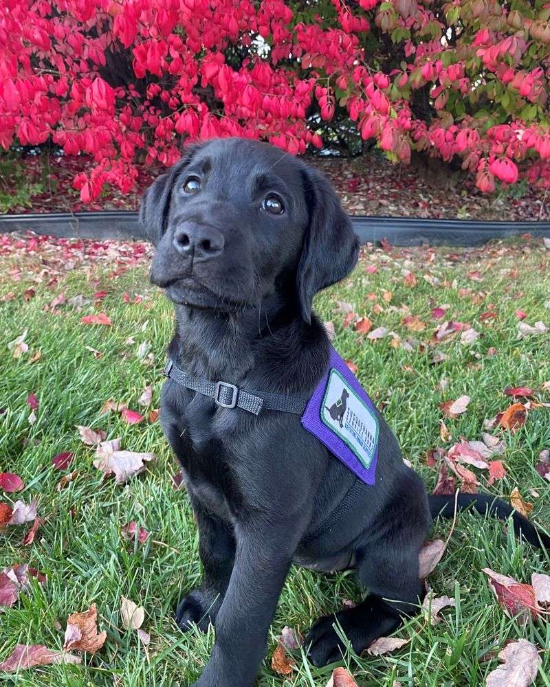 10 Little-Known Facts About Labrador Retrievers