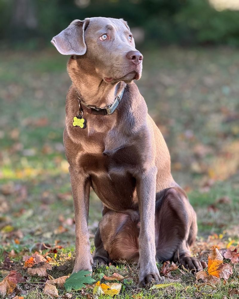 10 Little-Known Facts About Labrador Retrievers