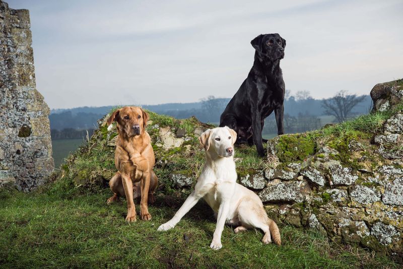 10 Little-Known Facts About Labrador Retrievers