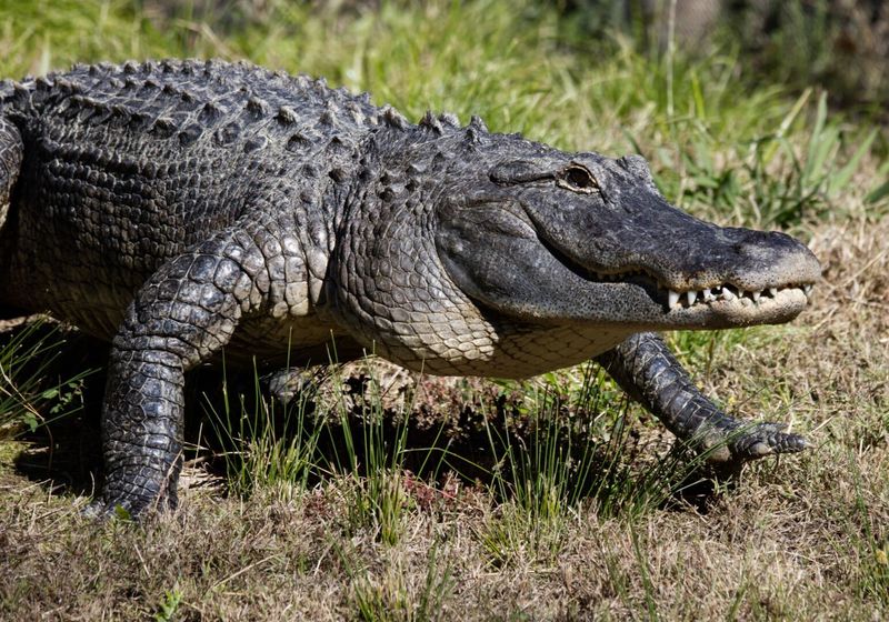 10 Most Terrifying Animals in America You’d Never Want to Cross Paths With