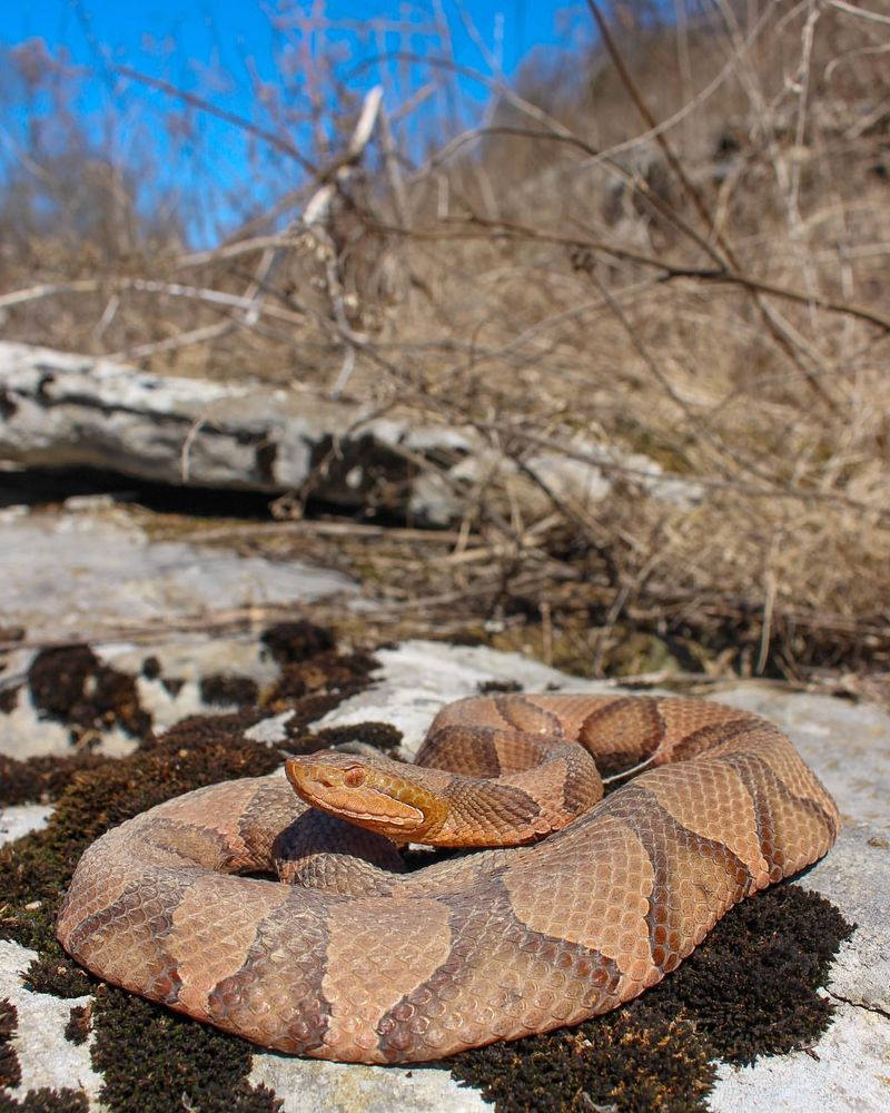 10 Most Terrifying Animals in America You’d Never Want to Cross Paths With