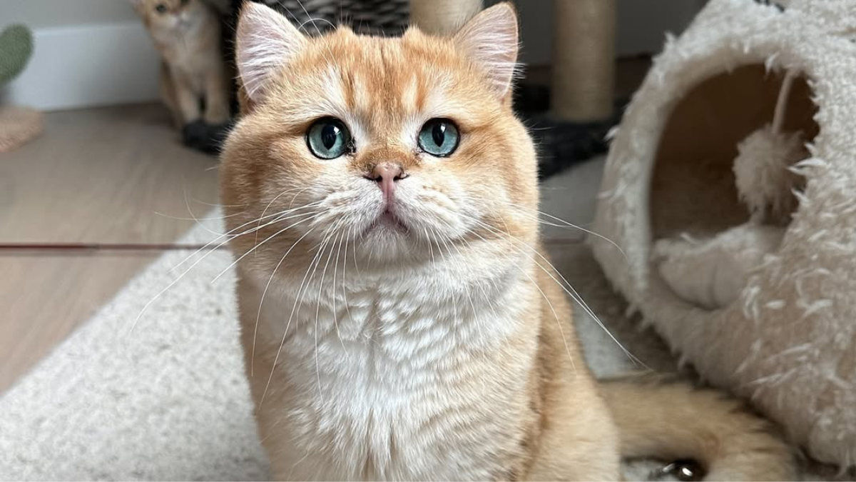 10 Orange Cat Breeds That Will Steal Your Heart