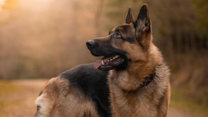 10 Protective Dog Breeds That Will Always Have Your Back