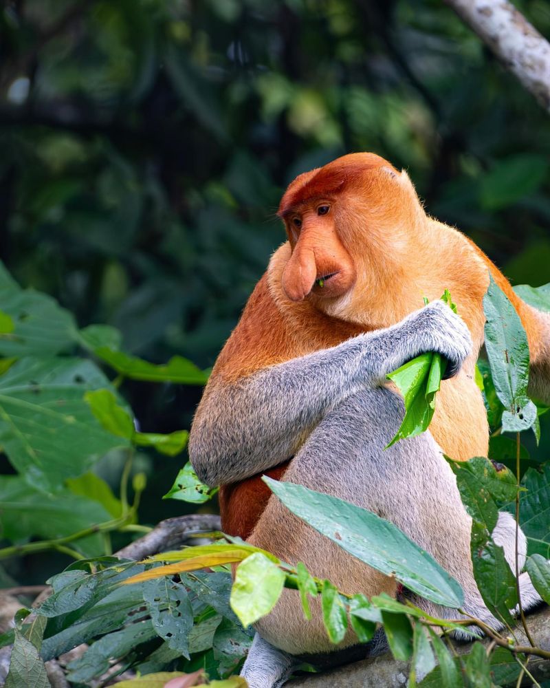 10 Rare Species You Can Only Find in One Part of the World