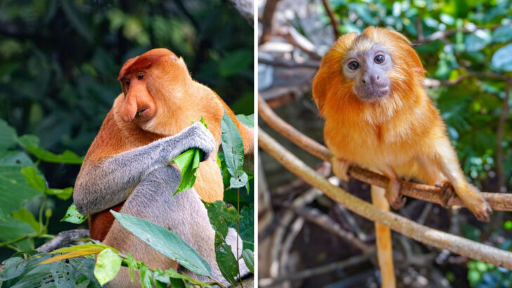 10 Rare Species You Can Only Find in One Part of the World