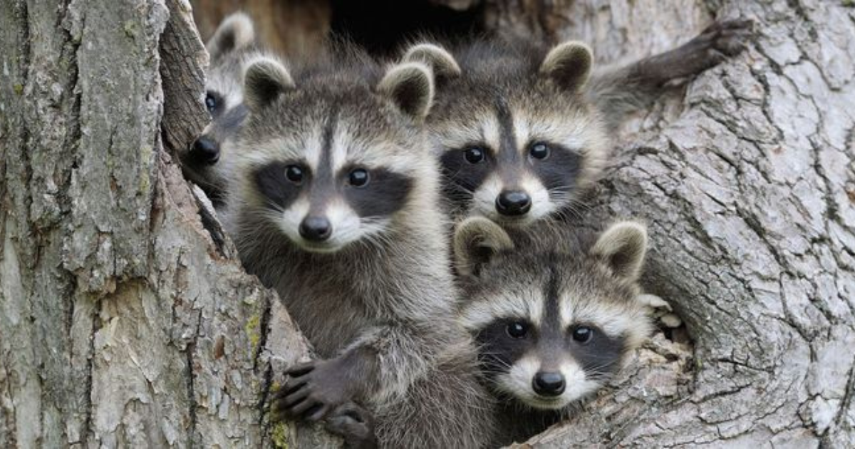 10 Reasons You Should Welcome Raccoons to Your Backyard