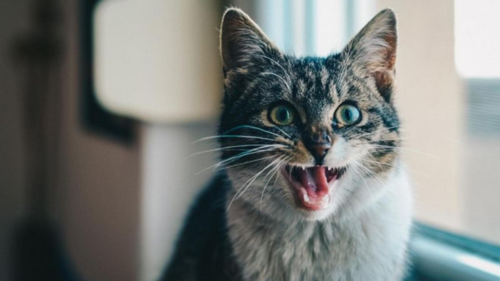 10 Signs That Your Cat Might Need Some Extra Care