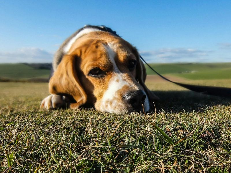 10 Signs of Dog Dementia Most Owners Miss Until It’s Too Late