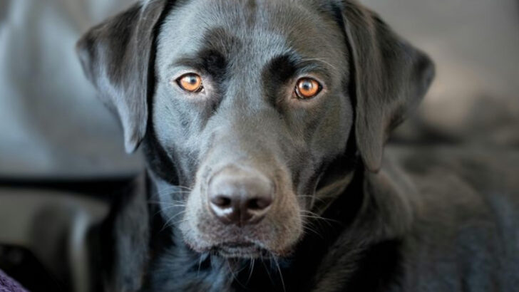 10 Signs of Dog Dementia Most Owners Miss Until It’s Too Late