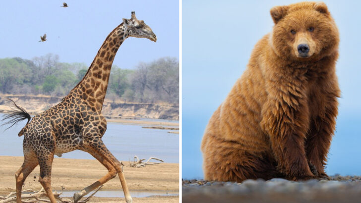 10 Supersized Animals That Rule the World Today