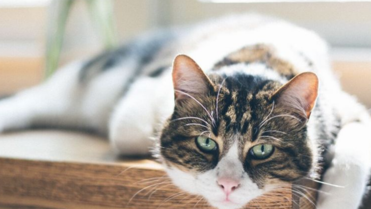 10 Surprising Benefits of Adopting a Senior Cat for Your Consideration