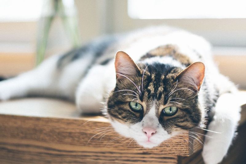 10 Surprising Benefits of Adopting a Senior Cat for Your Consideration