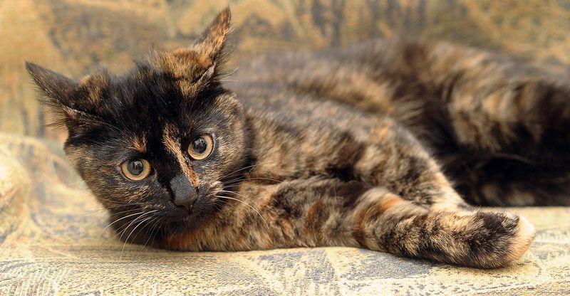 10 Surprising Facts About Cat Genetics That Will Shock You