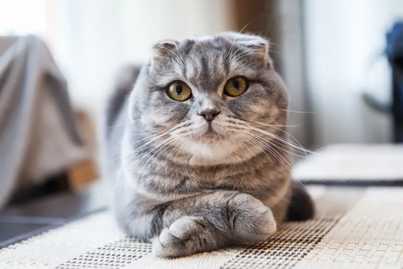 10 Surprising Facts About Cat Genetics That Will Shock You