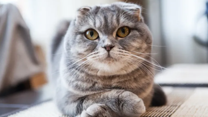 10 Surprising Facts About Cat Genetics That Will Shock You