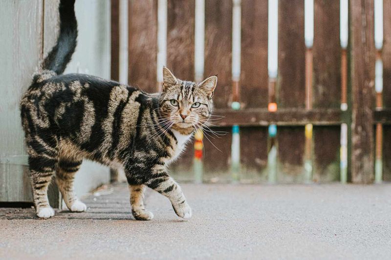 10 Surprising Facts About Cat Genetics That Will Shock You