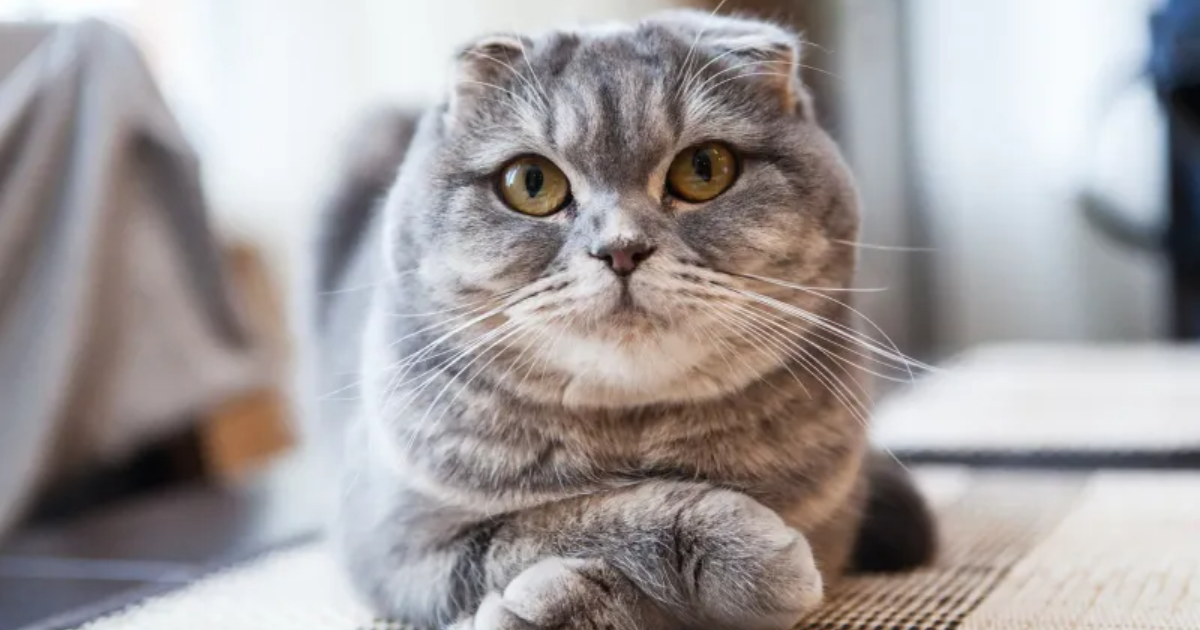 10 Surprising Facts About Cat Genetics That Will Shock You