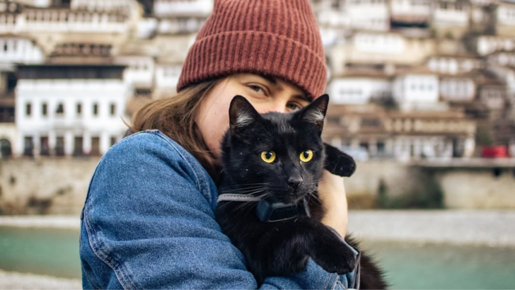 10 Tips for Traveling With Your Cat