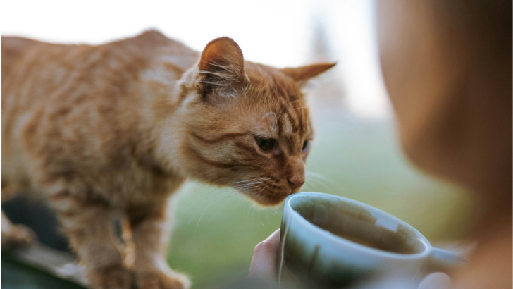 10 Toxic Foods That Could Endanger Your Cat’s Health