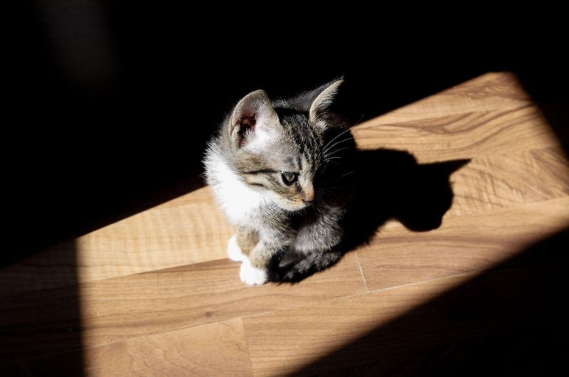 10 Unique Things Kittens Do That Adult Cats Never Will