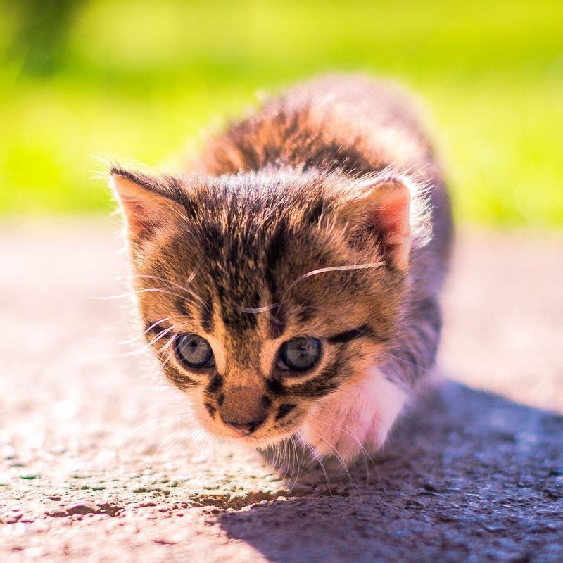 10 Unique Things Kittens Do That Adult Cats Never Will