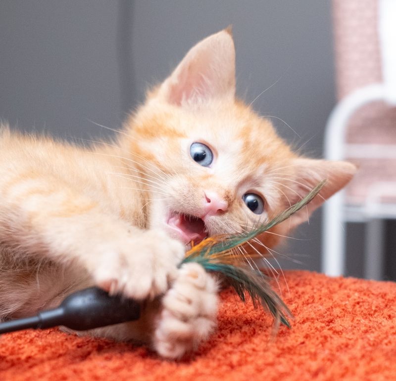 10 Unique Things Kittens Do That Adult Cats Never Will