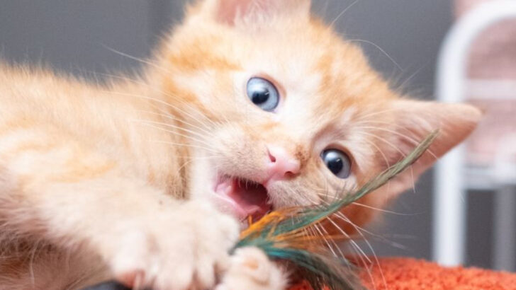 10 Unique Things Kittens Do That Adult Cats Will Not