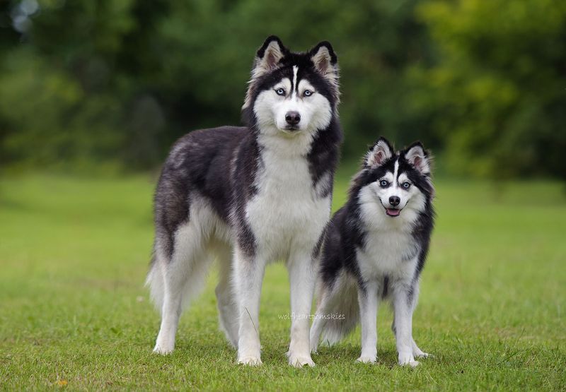 10 Unusual Hybrid Dogs That You Will Fall In Love With At First Sight 10 Unusual Hybrid Dogs That You Will Fall In Love With At First Sight