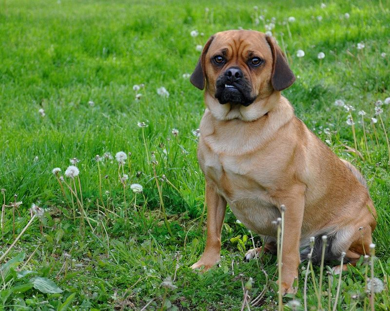 10 Unusual Hybrid Dogs That You Will Fall In Love With At First Sight