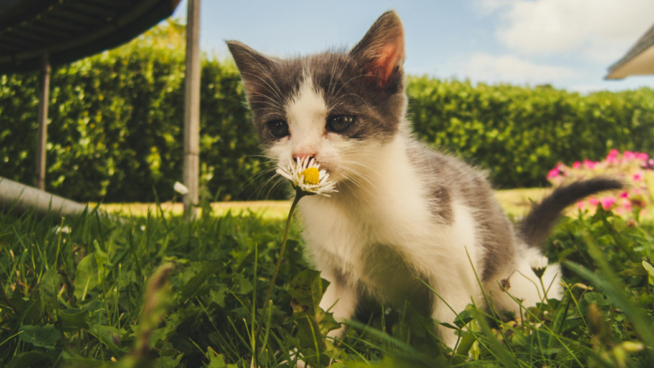 10 Ways of Understanding Your Cat’s Silent Language