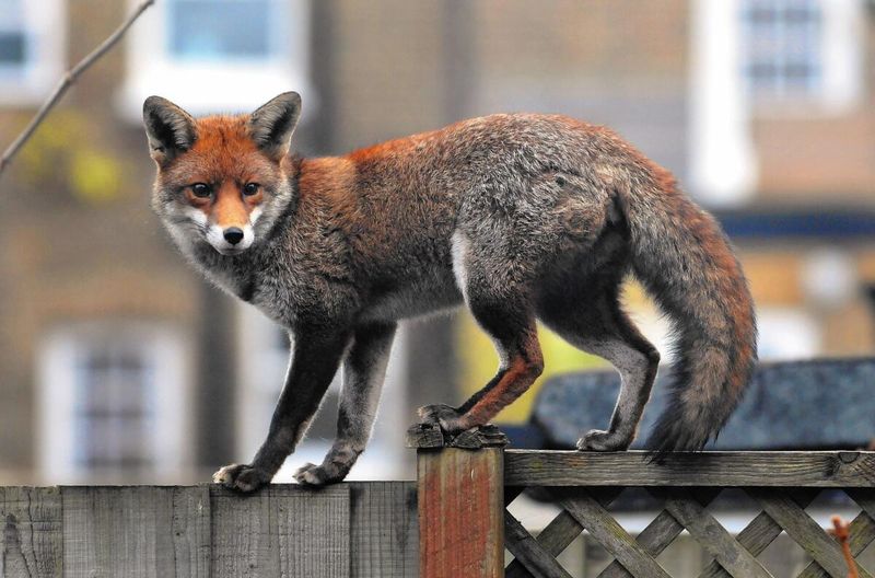 10 Wild Animals That Have Adapted to Urban Living