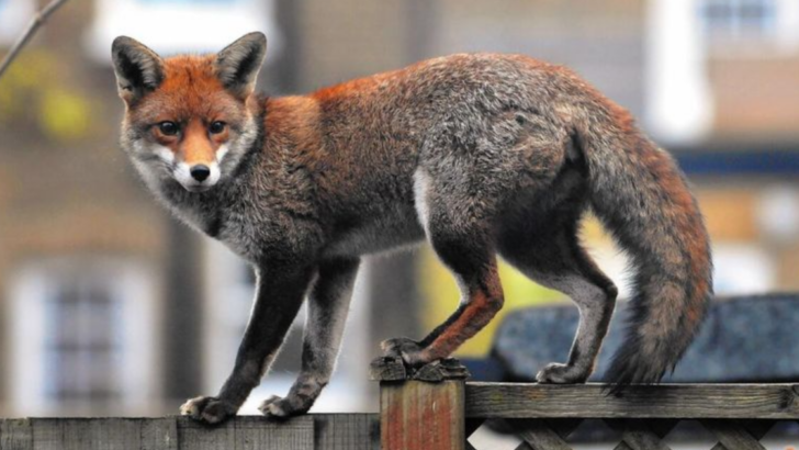 10 Wild Animals That Have Adapted to Urban Living