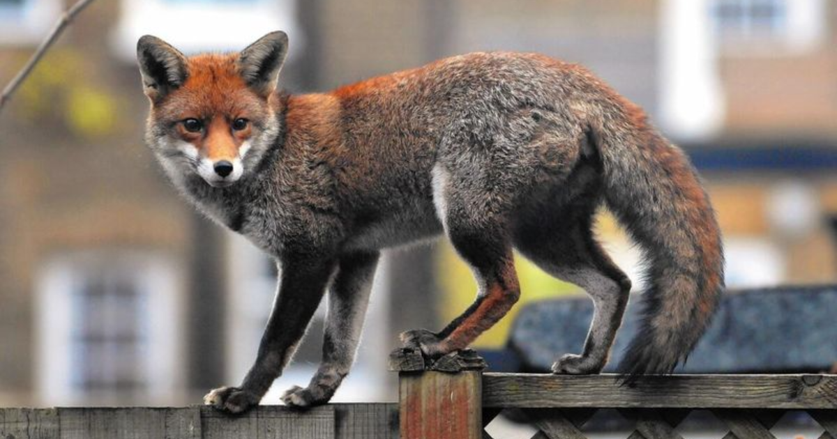 10 Wild Animals That Have Adapted to Urban Living