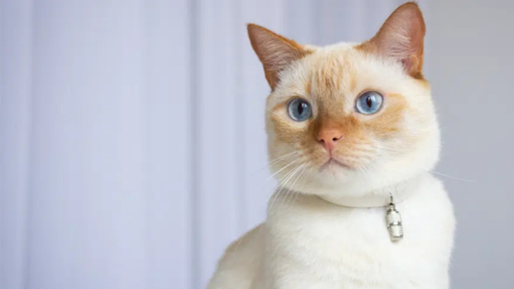 11 Beautiful Snowshoe Cat Colors