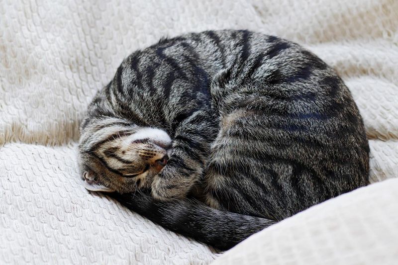 11 Fascinating Facts About How Cats Sleep That You Need to Know