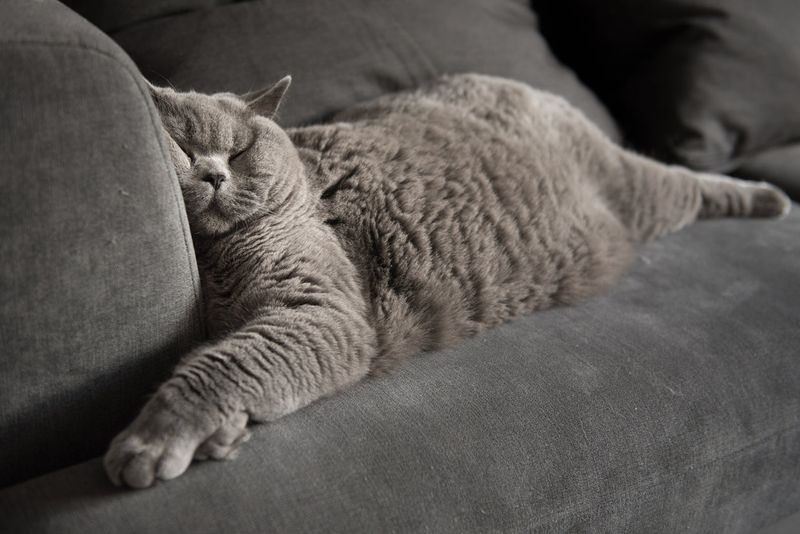 11 Fascinating Facts About How Cats Sleep That You Need to Know