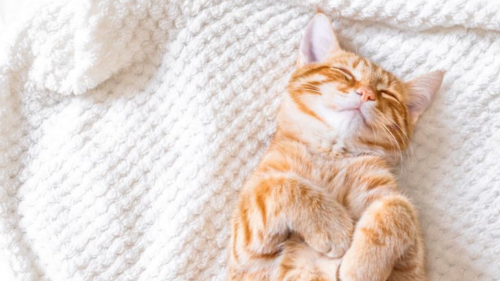 11 Intriguing Facts About Cats’ Sleep Habits That Will Surprise You