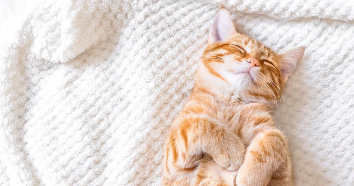 11 Fascinating Facts About How Cats Sleep That You Need to Know