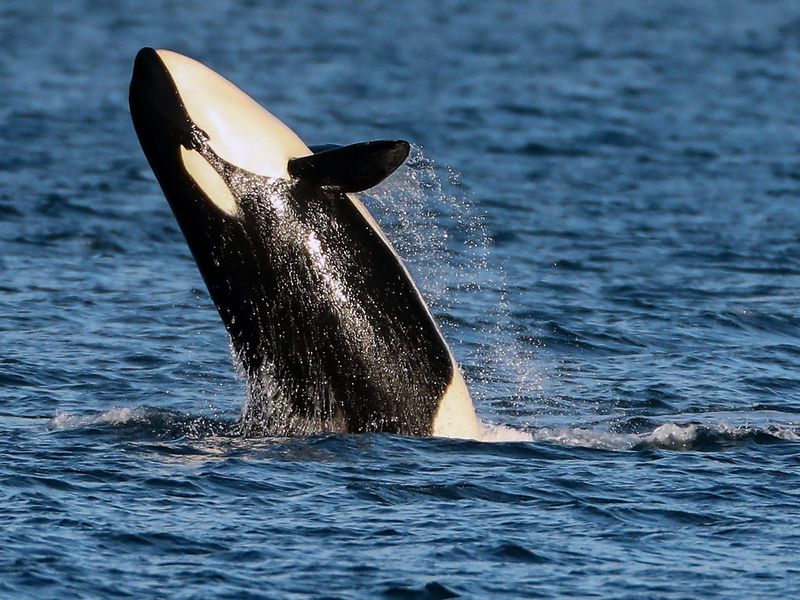 11 Most Intelligent Marine Mammals That Are NOT Dolphins