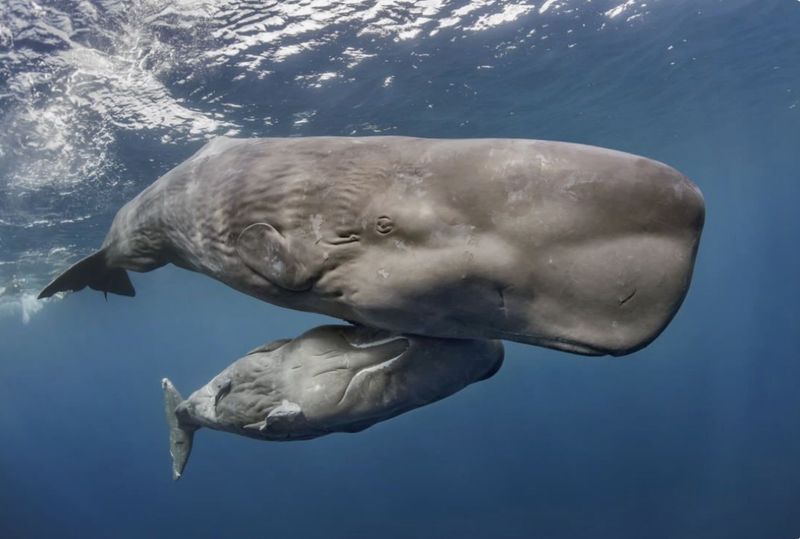 11 Most Intelligent Marine Mammals That Are NOT Dolphins