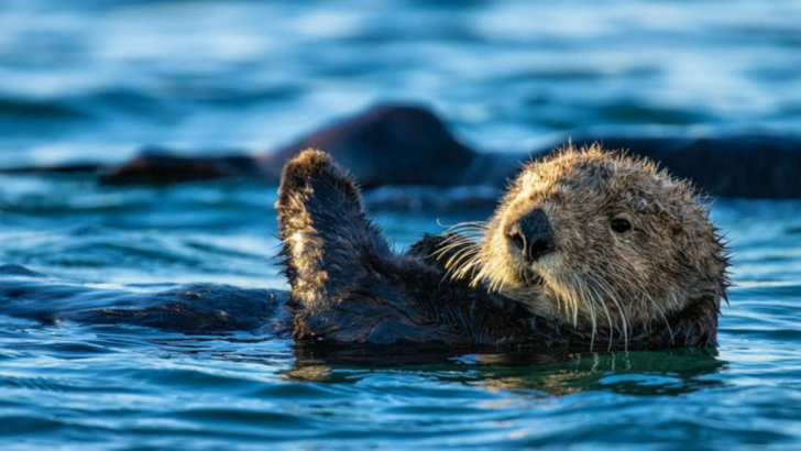 11 Most Intelligent Marine Mammals That Are NOT Dolphins