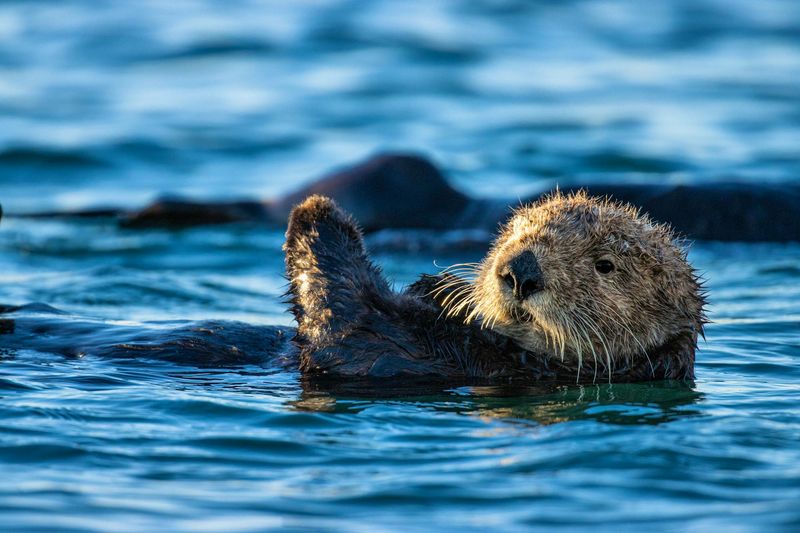 11 Most Intelligent Marine Mammals That Are NOT Dolphins